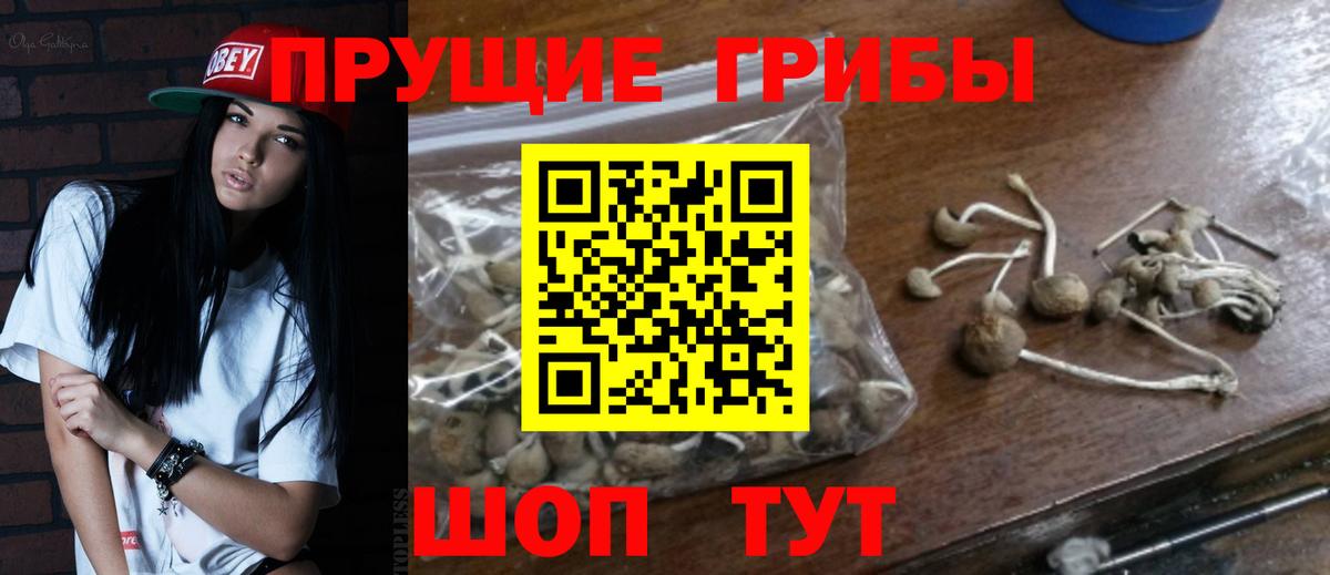 Гусев  Псилоцибиновые грибы MAGIC MUSHROOMS  Вход с VPN 